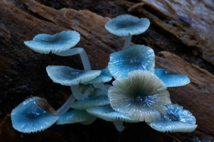 грибы необычной формы