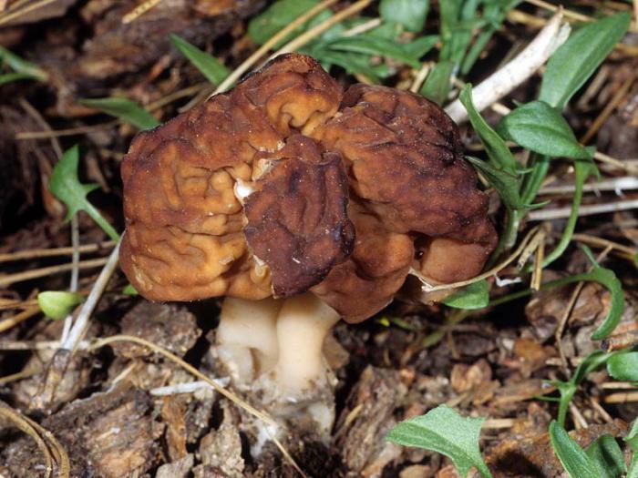 самые необычные грибы