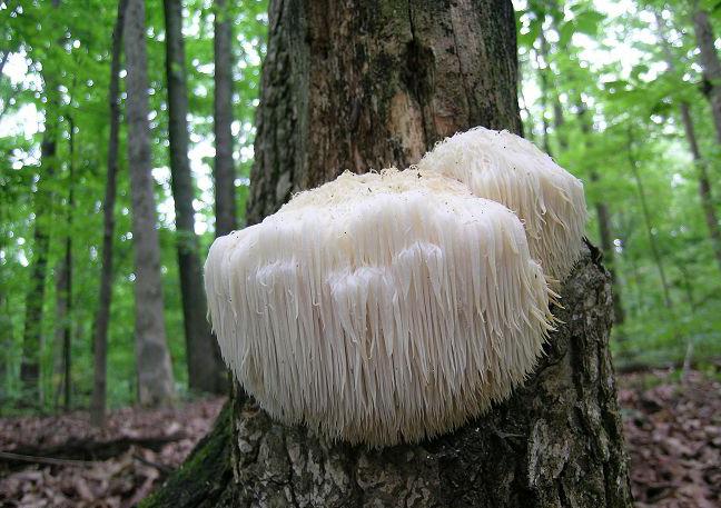 необычные грибы фото с названиями
