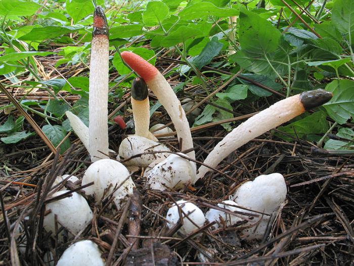 необычные грибы мира