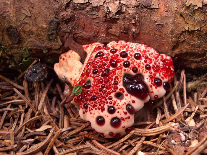 необычные грибы фото