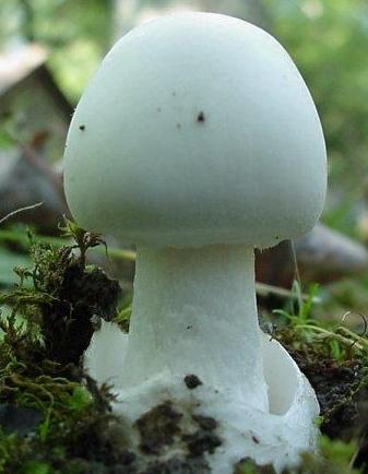 самый ядовитый гриб в мире