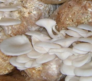 как вырастить грибы в домашних условиях