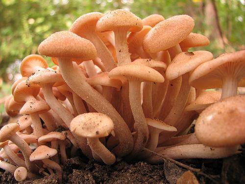 Съедобные грибы, названия