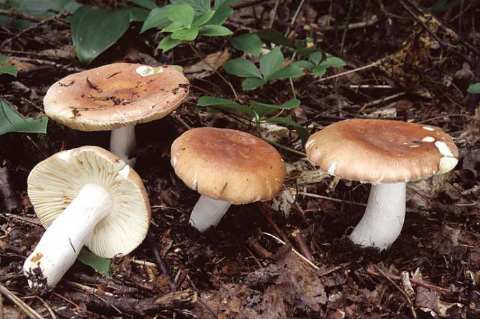 Какие бывают съедобные грибы, названия