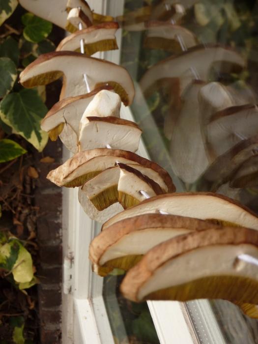 как правильно сушить белые грибы