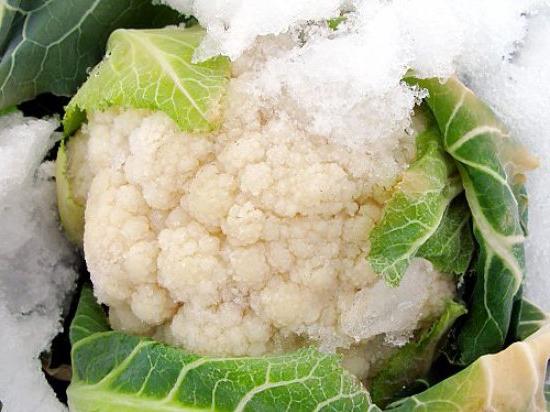 как заморозить цветную капусту на зиму
