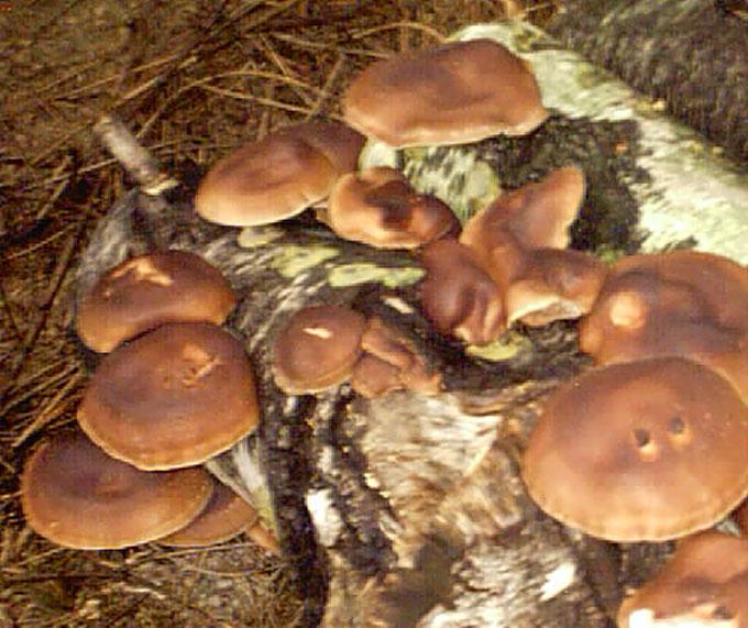 выращивание грибов на даче