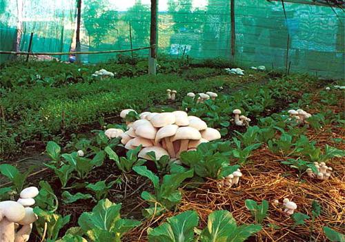 выращивание белых грибов на даче 