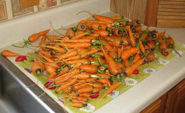 хранение моркови зимой в погребе