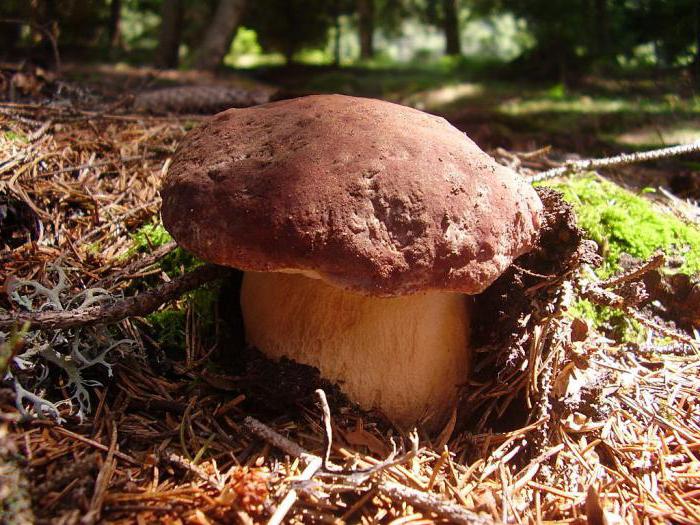 какие грибы растут в беларуси