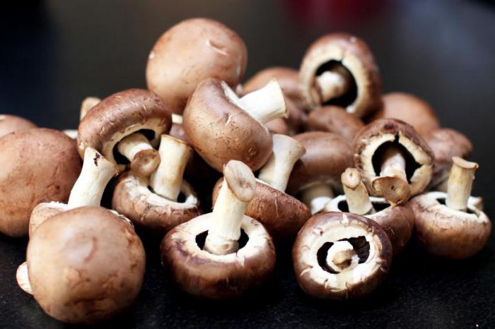 съедобные грибы беларуси