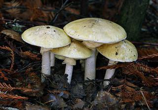 ядовитые грибы в беларуси