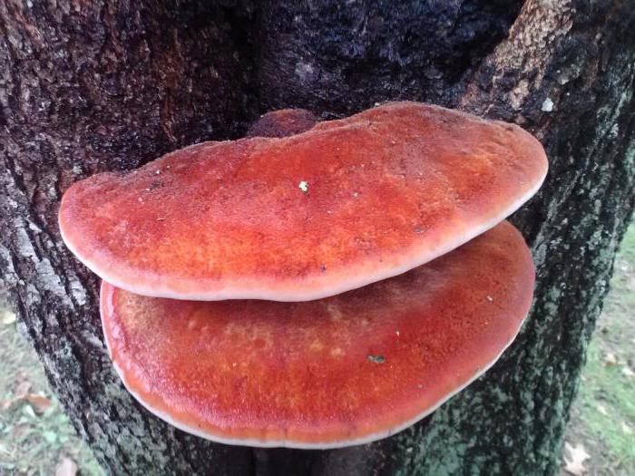съедобные грибы растущие на пнях