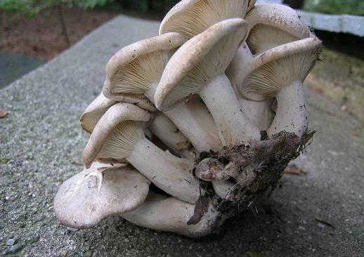 как выглядят грибы рядовки съедобные