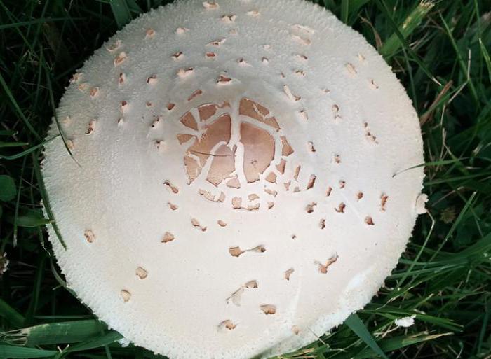 как выглядит гриб зонтик съедобный 