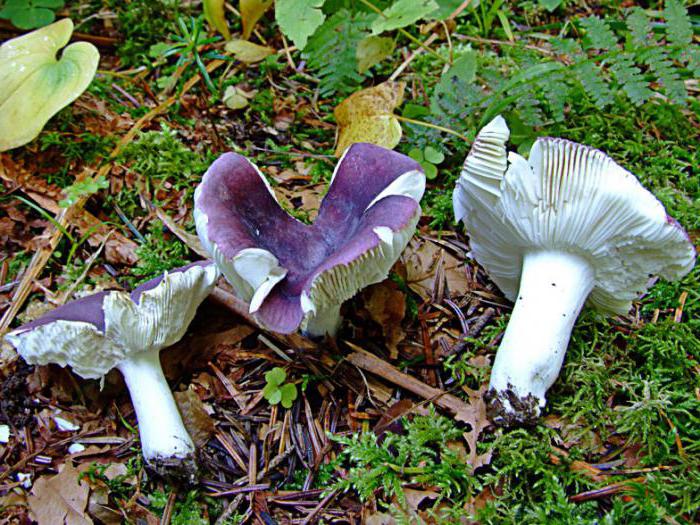 грибы которые растут под сосной фото 
