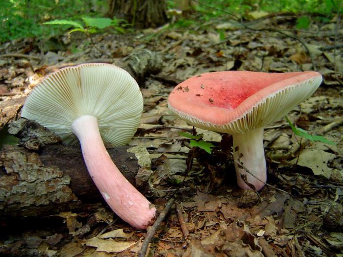 съедобные грибы Ленинградской области фото