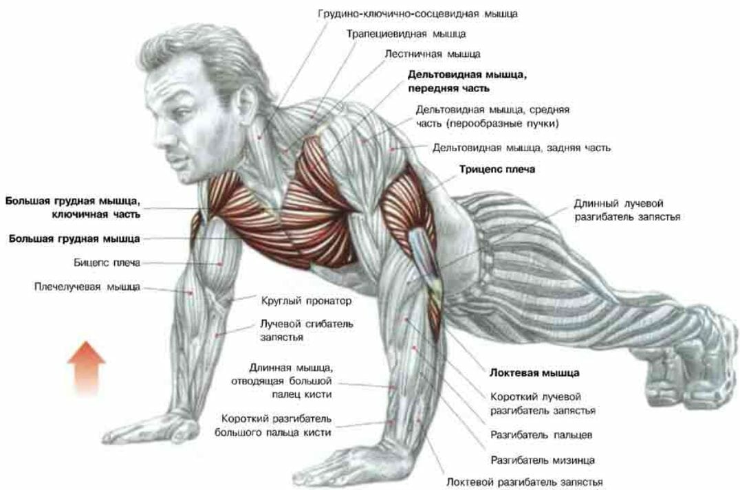 мышцы при отжимании