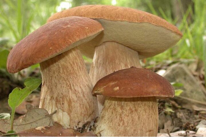 Распознавание грибов