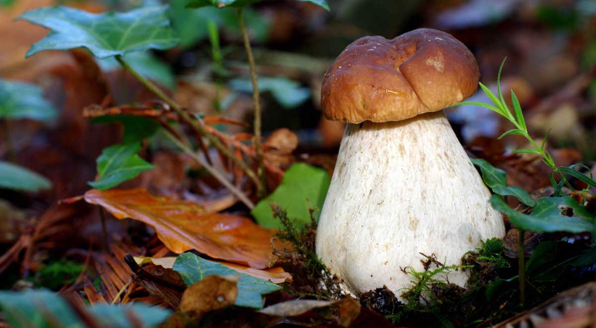 Грибы забайкалья - Белый гриб