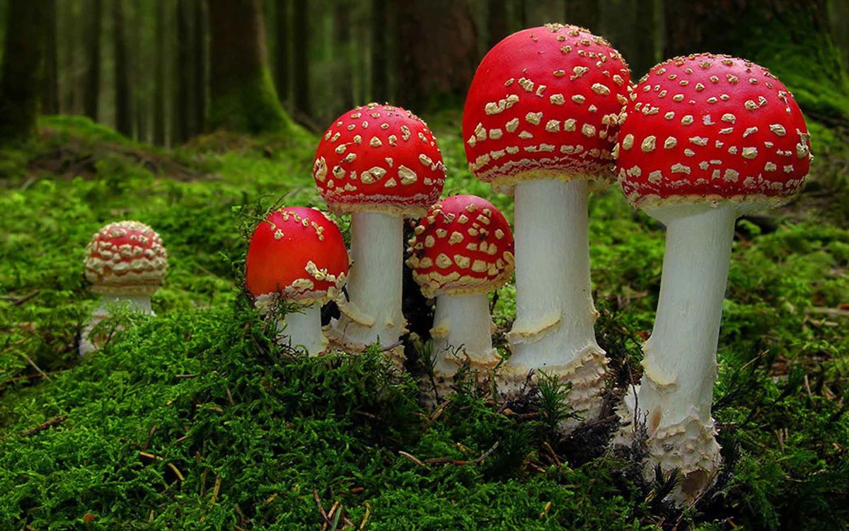 Ядовитые грибы забайкалья