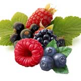 Описание съедобных дикорастущих ягод, плодов и орехов. которые можно повстречать в условиях природы