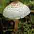 Зонтик гребенчатый (Lepiota cristata)