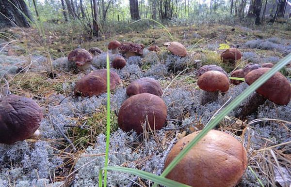 Выращивать грибы можно с помощью пересадки грибницы