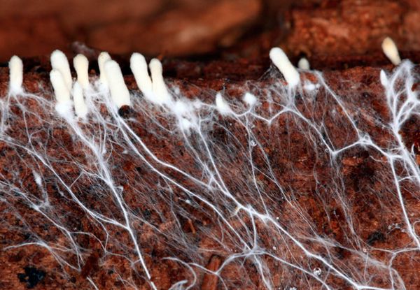 Посадить грибы можно при помощи мицелия