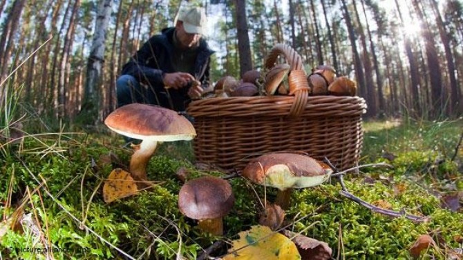 Досье: 10 самых распространенных ядовитых грибов в наших широтах