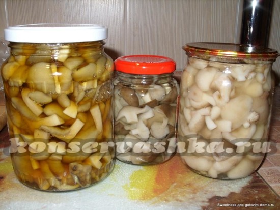 Маринованные грибы на зиму: рецепты на 1 литр воды