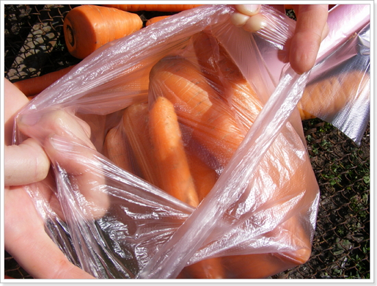 Морковь в пакете