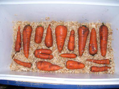 Как сохранить морковь в погребе в опилках