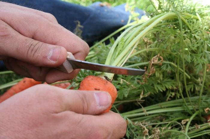 Как сохранить морковь в погребе на зиму