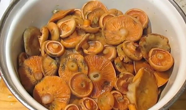 Сухая засолка грибов-рыжиков