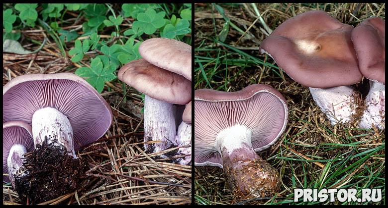 Съедобные грибы рядовки - фото и описание, как выглядят рядовки 2