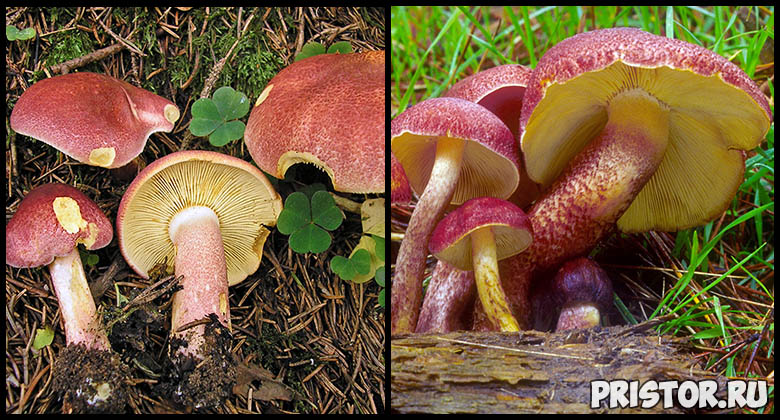 Съедобные грибы рядовки - фото и описание, как выглядят рядовки 3