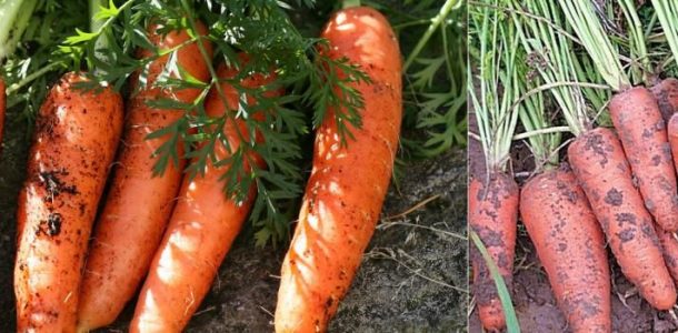 как хранить морковь в погребе зимой
