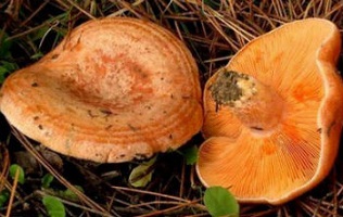 грибы-рыжики