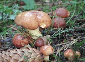 маслята-грибы