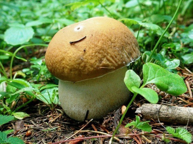белый гриб