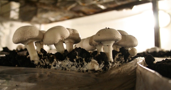Выращивание грибов - как вырастить самые популярные сорта грибов в домашних условиях?