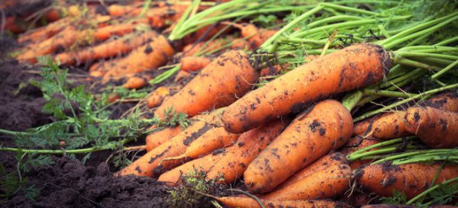 как хранить морковь в погребе зимой