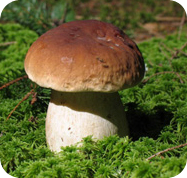 Сколько времени варить грибы