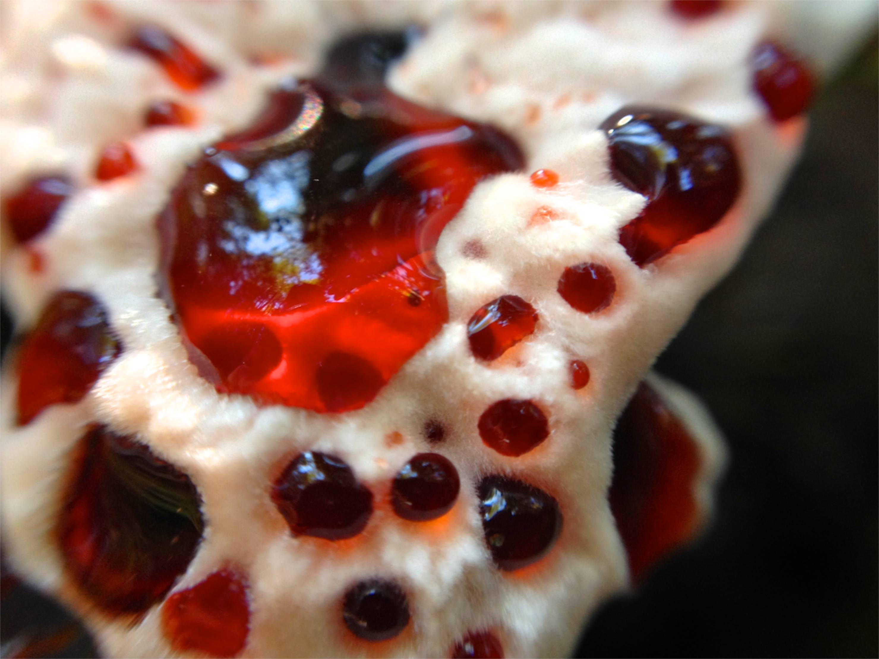 Ежовик дьявольский (Hydnellum peckii)