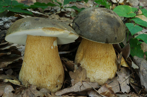 Белый гриб темно-бронзовый