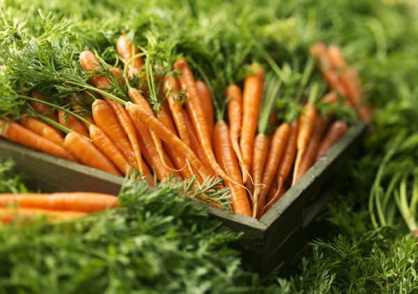 Есть несколько особенностей хранения моркови на зиму