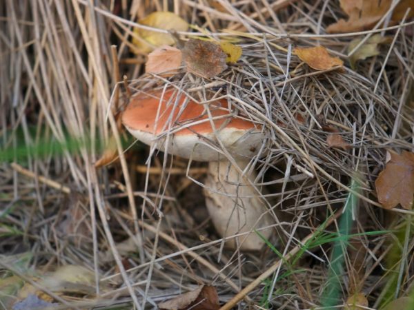 В Подмосковье можно встретить почти любой вид грибов