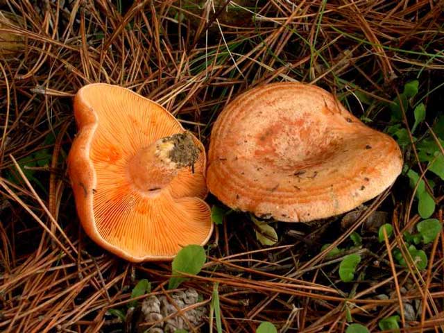 Рыжик - съедобный гриб, где и как растет, фото гриба рыжик. 